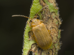 Galerucella pusilla