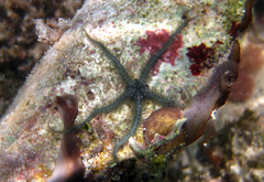 Ophiothrix oerstedii