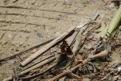 Apatura ilia