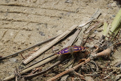 Apatura ilia