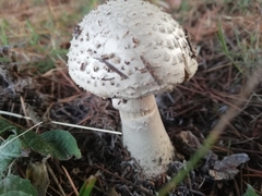 Amanita echinocephala