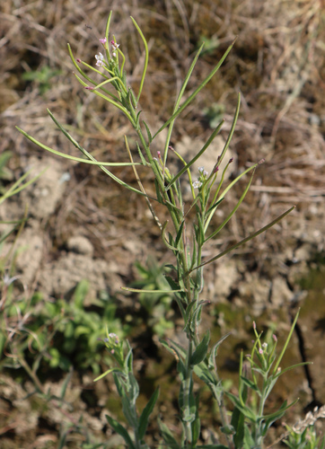 vŕbovka malokvetá (Epilobium parviflorum)