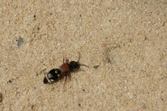 Ronisia