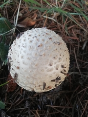 Amanita echinocephala