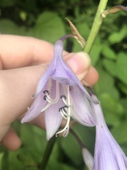 Hosta sieboldii