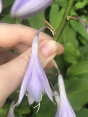 Hosta sieboldii