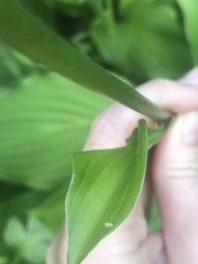 Hosta sieboldii