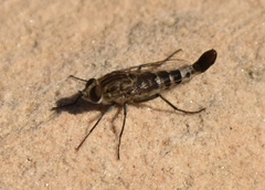 Apiocera