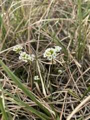 Draba lactea