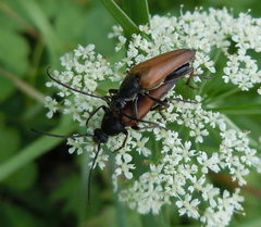 Pedostrangalia pubescens