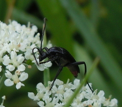 Stenurella nigra