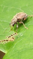 Neofidia lurida