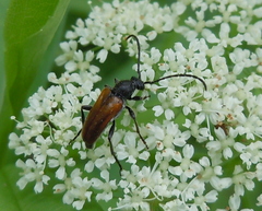 Pseudovadonia livida