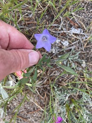 Campanula parryi