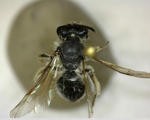 iNaturalist observation photo of Mining Bees