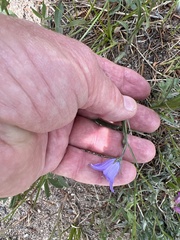 Campanula parryi