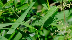 Calopteryx splendens