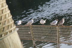 Chroicocephalus ridibundus