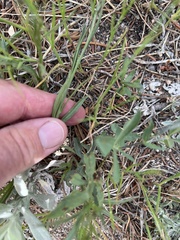 Campanula parryi