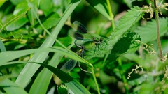 Calopteryx splendens