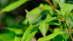 Calopteryx splendens