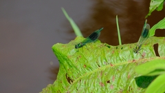 Calopteryx splendens