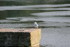 Larus argentatus