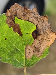 Aulagromyza tremulae