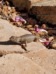 Sceloporus cowlesi