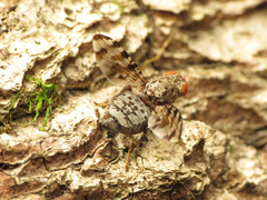 Pseudotephritis approximata