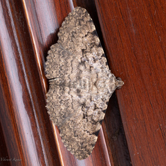 Polydesma boarmoides