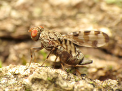 Pseudotephritis approximata