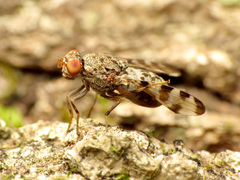 Pseudotephritis approximata