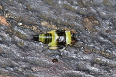 Eupterycyba jucunda