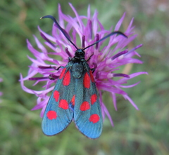 Zygaena angelicae