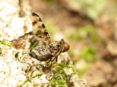 Pseudotephritis approximata