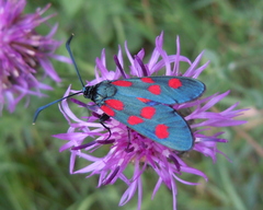 Zygaena angelicae