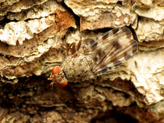 Pseudotephritis approximata