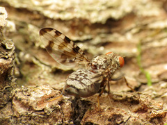 Pseudotephritis approximata
