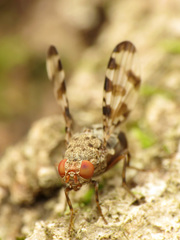 Pseudotephritis approximata