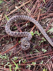Leptodeira splendida