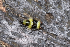 Eupterycyba jucunda