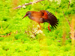 Rallus semiplumbeus
