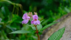 Impatiens glandulifera