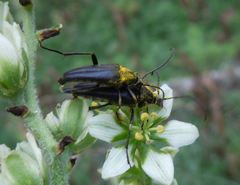 Pedostrangalia pubescens