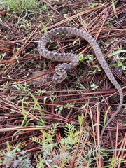 Leptodeira splendida