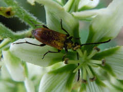 Pseudovadonia livida