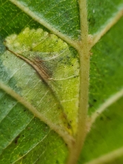 Phyllonorycter rajella