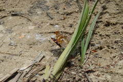 Apatura ilia