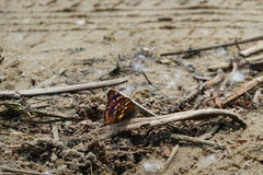 Apatura ilia